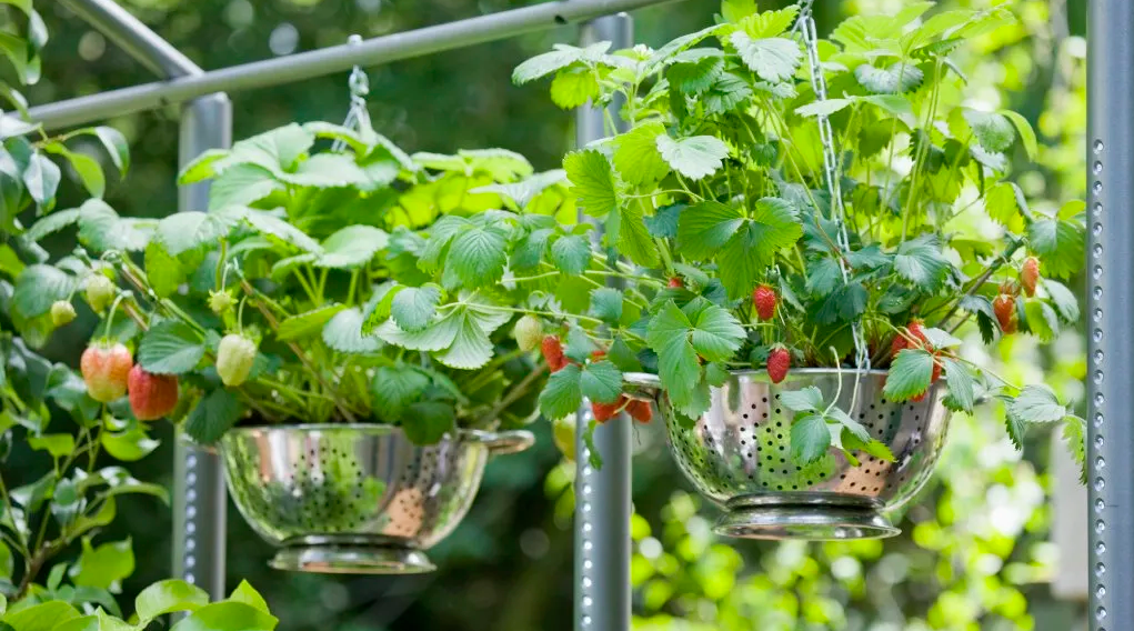 Hanging pots for vertical gardening of small vegetables.