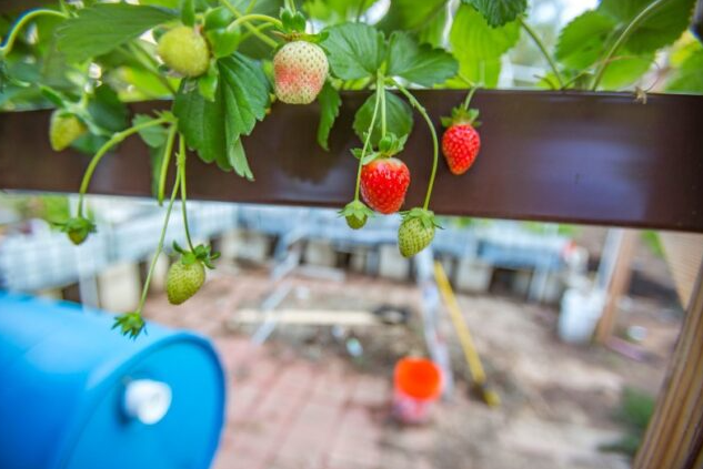 Strawberries growing using gutter garden method.