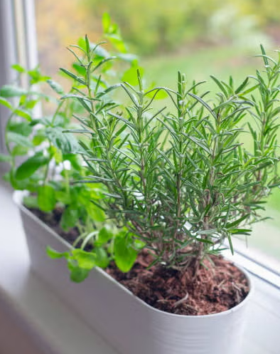 Basil, parsley, and mini herbs, growing on a tiny windowsill pot.