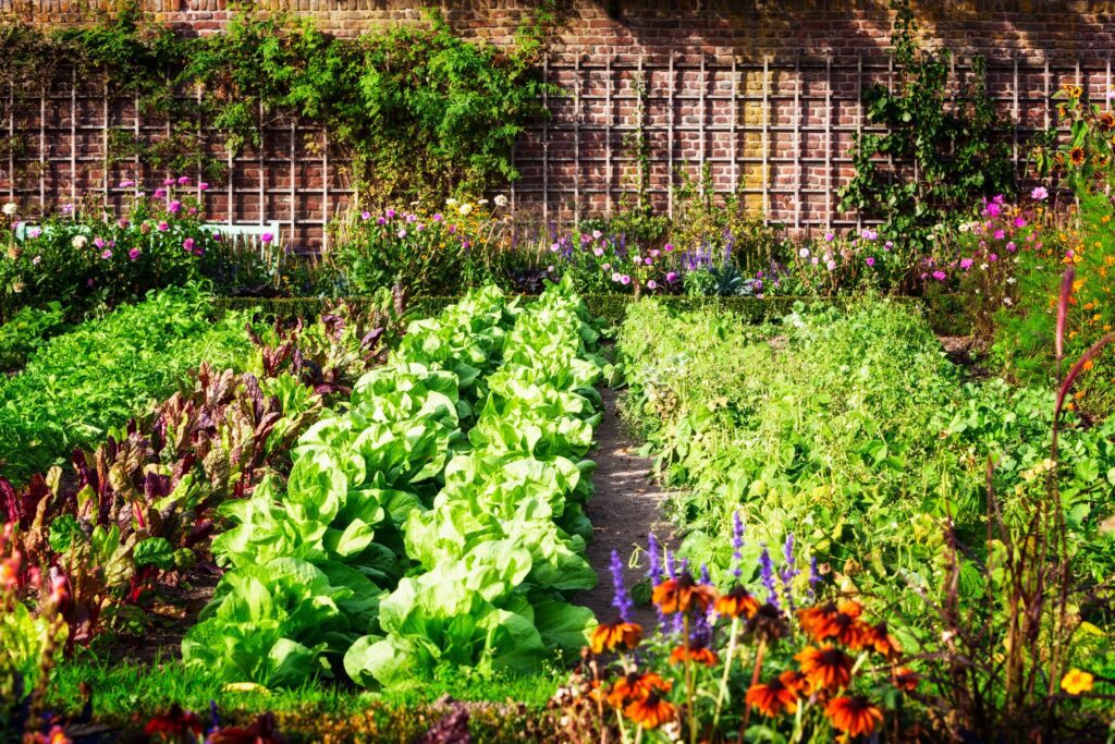 Parallel gardening of variety of vegetables.