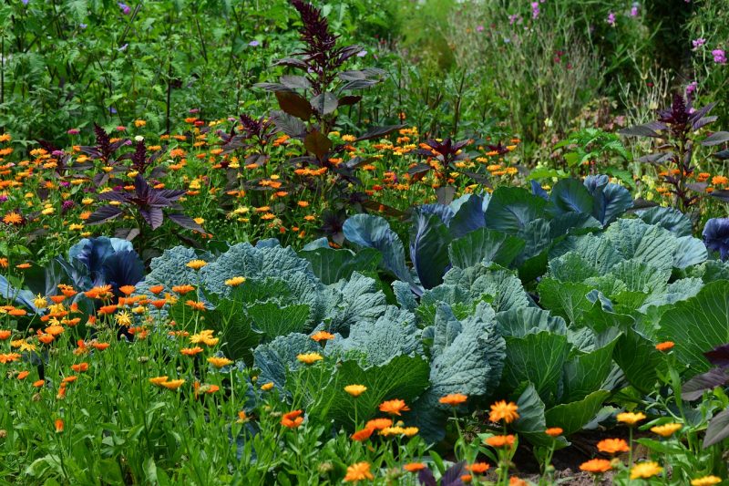 Vast display of perennial vegetable garden.