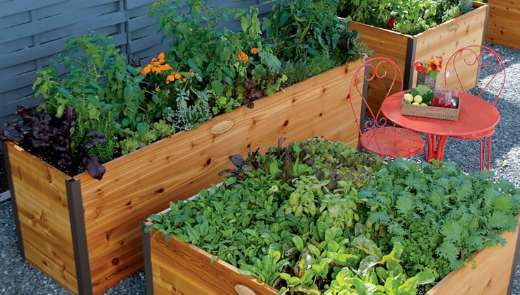 Wooden elevated bed for kitchen gardening.