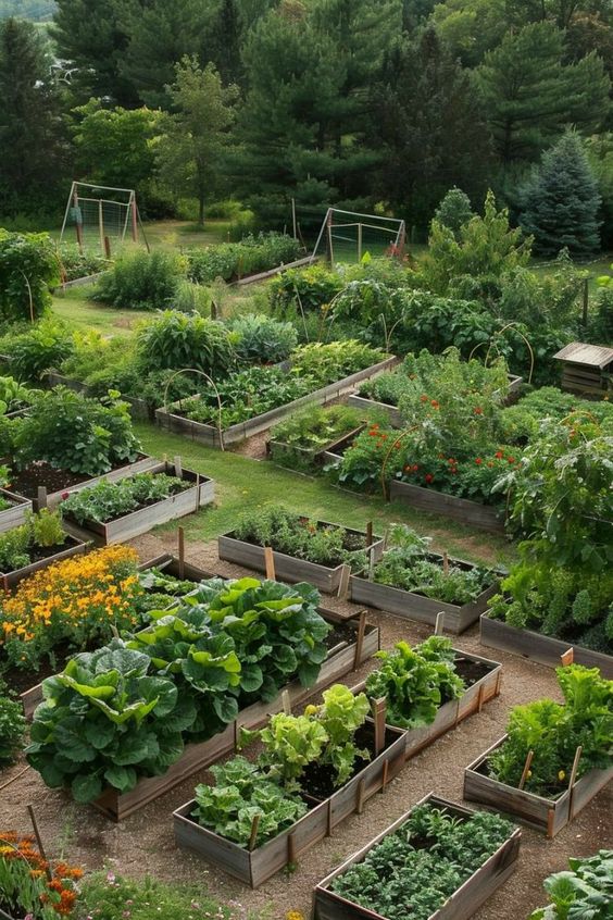 Large-scale backyard gardening using wooden containers.