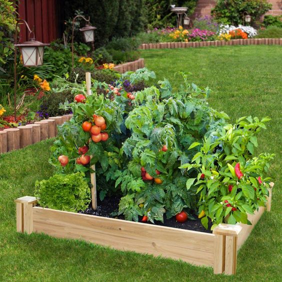 A garden bed being used for succession gardening of tomatoes with chillies.