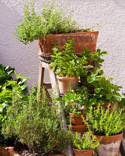 Repurposed ladder for pot storage and gardening.