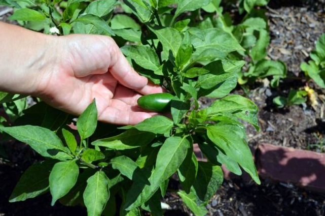 A natural backyard garden for growing fresh vegetables, like chillies.