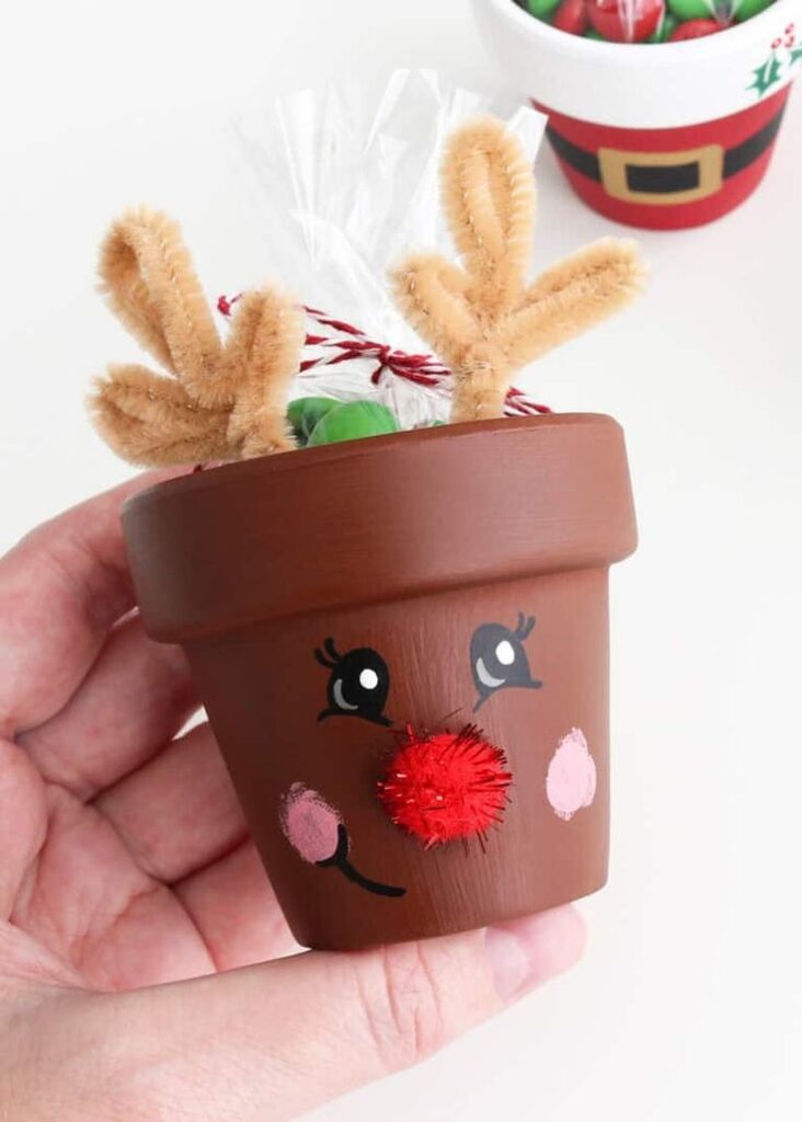 Mini Christmas Plants